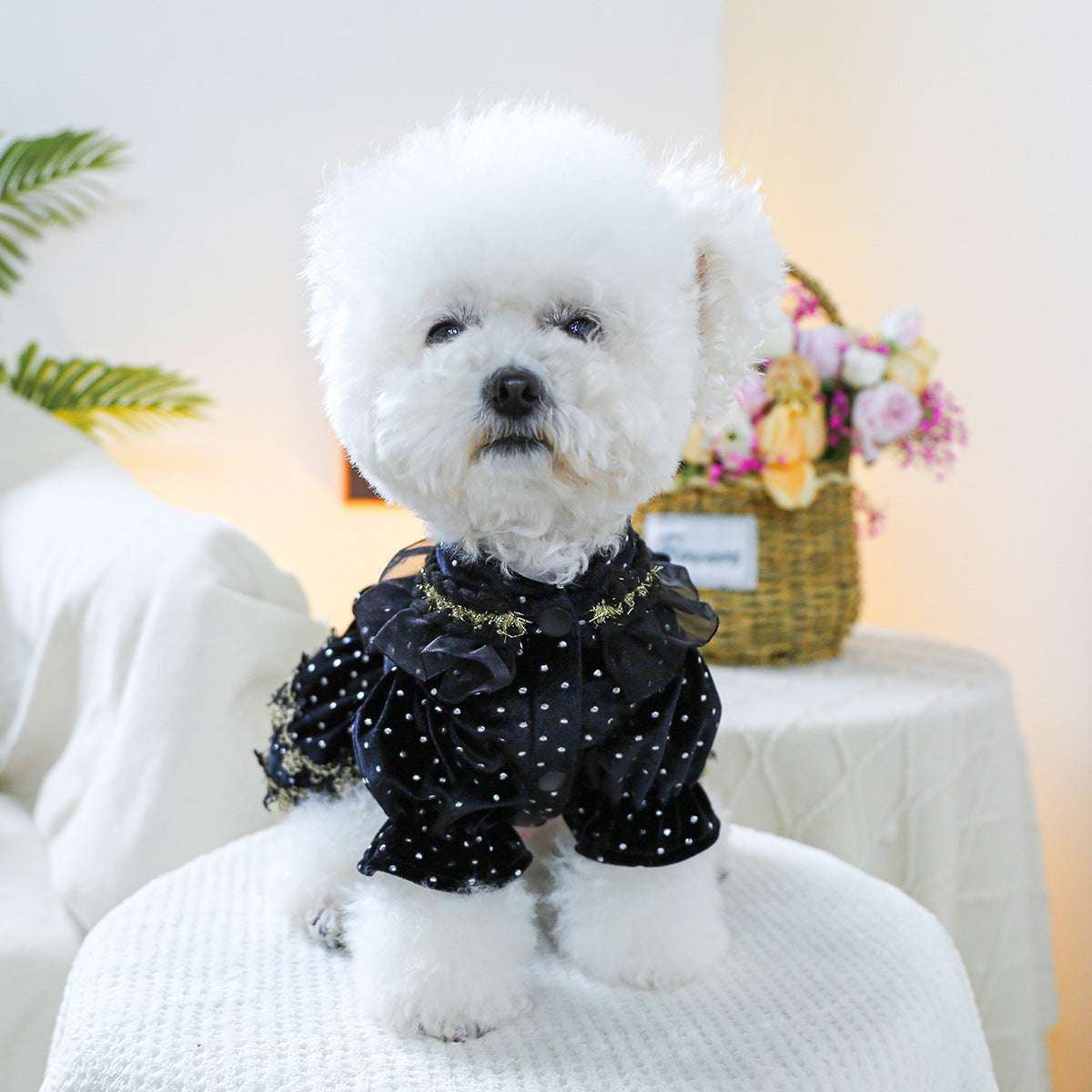 Pet Clothes Spring Autumn Small Dog Puppy Dark Black Festival Party Atmosphere Black Gold Dress Skirt